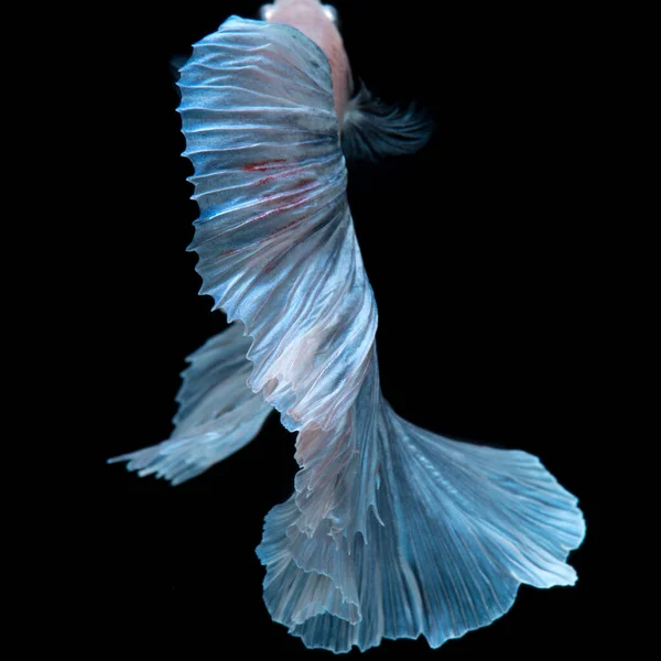 Erfassen Sie Den Bewegenden Moment Der Blauen Siamesischen Kampffische Isoliert — Stockfoto