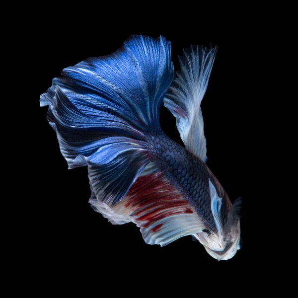 Captura Momento Movimiento Los Peces Siameses Combate Rojo Azul Aislados —  Fotos de Stock