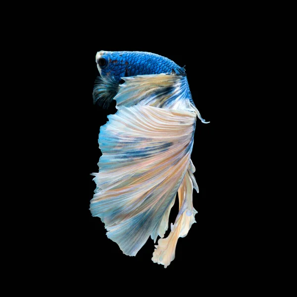 Capture Momento Comovente Peixes Combate Siameses Azuis Isolados Fundo Preto — Fotografia de Stock