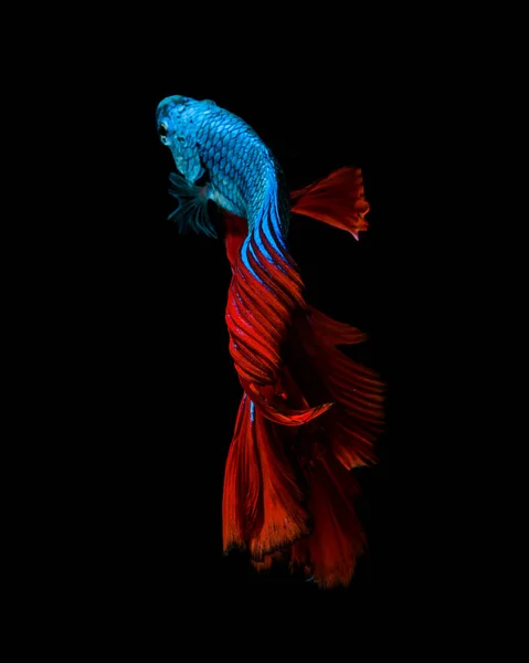 Captura Momento Movimiento Los Peces Siameses Combate Rojo Azul Aislados —  Fotos de Stock