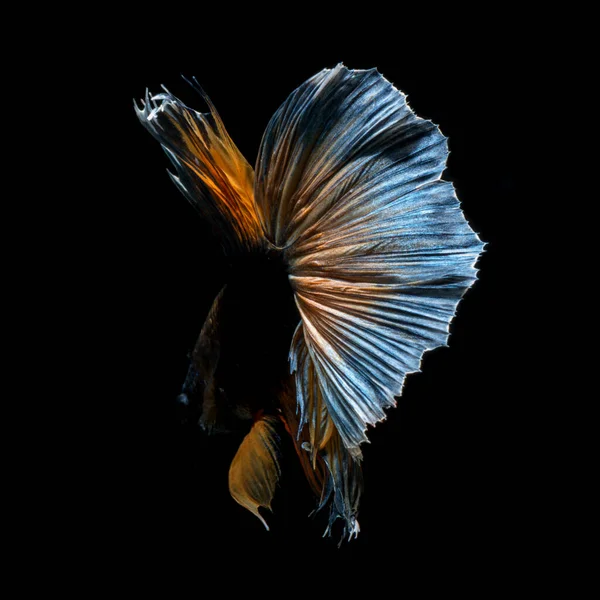 Capture Moving Moment Yellow Blue Siamese Fighting Fish Isolated Black — Stock Photo, Image