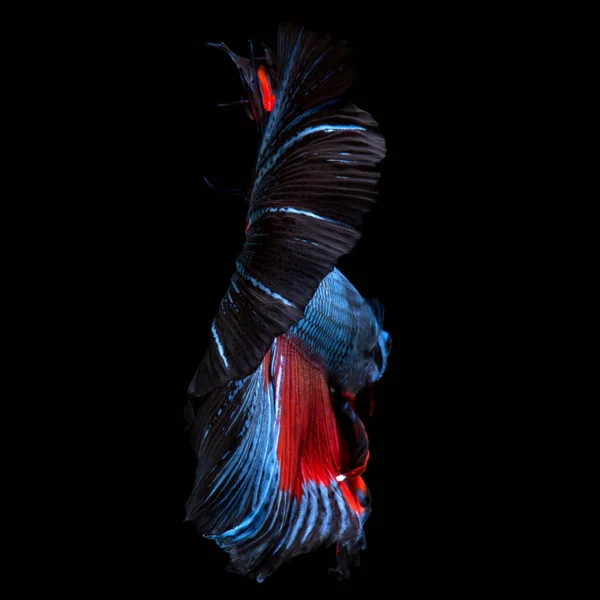 Capture Moving Moment Red Blue Siamese Fighting Fish Isolated Black — Stock Photo, Image