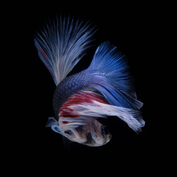 배경에서 고립된 청록색 물고기와 싸우는 움직이는 순간을 — 스톡 사진