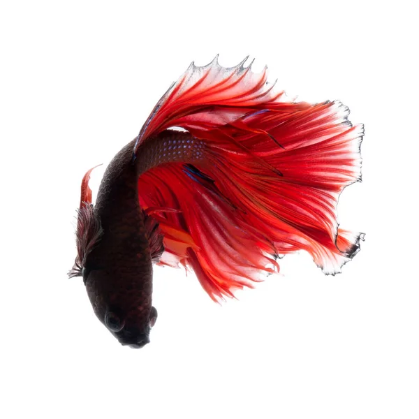 Captura Momento Movimiento Los Peces Siameses Rojos Lucha Aislados Sobre — Foto de Stock