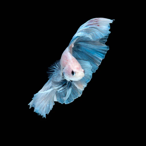 捕获孤立在黑色背景上的蓝色暹罗斗鱼感动的瞬间 — 图库照片