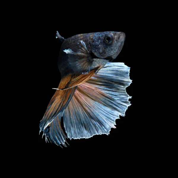 Capturez Moment Émouvant Des Siamois Bleus Jaunes Combattant Des Poissons — Photo