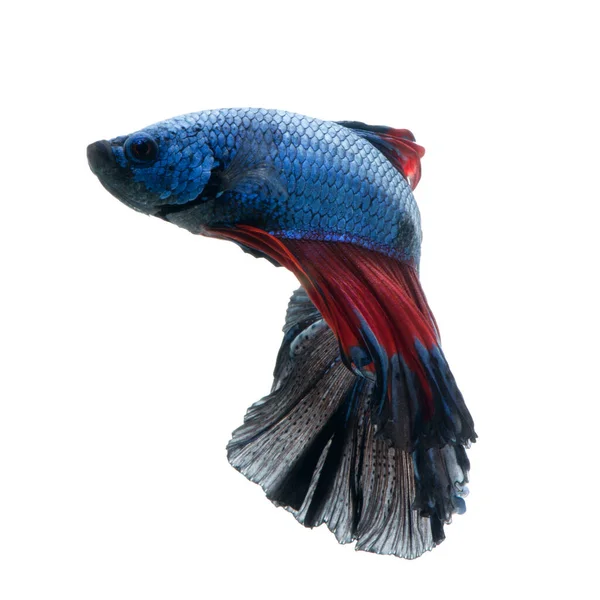 Fånga Det Rörliga Ögonblicket Röd Blå Siamese Bekämpa Fisk Isolerad — Stockfoto