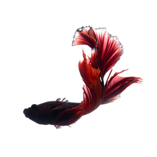白い背景に隔離された赤サンマの戦い魚の動きの瞬間をキャプチャ — ストック写真