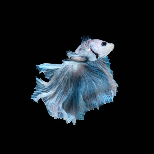 Capture Moving Moment Blue Siamese Fighting Fish Isolated Black Background — Stock Photo, Image