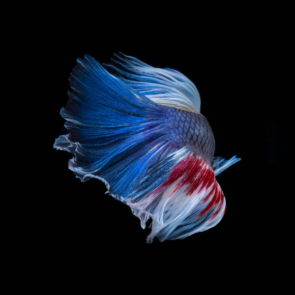 Betta Peixe Fundo Preto Capture Momento Movimento Peixes Combate Siameses — Fotografia de Stock