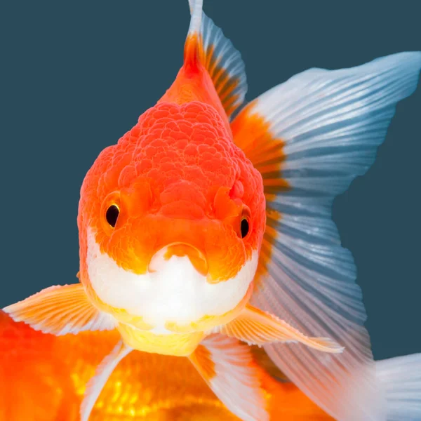 Oranda Goudvis Geïsoleerd Aquarel Achtergrond — Stockfoto