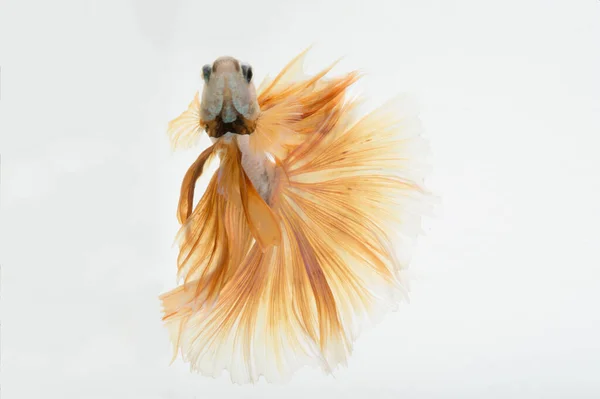 Capture the moving moment of peach color siamese fighting fish isolated on white background. Betta fish. Fish of Thailand