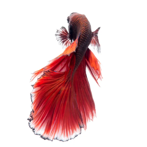 Fånga Det Rörliga Ögonblicket Röd Siamese Slåss Fisk Isolerad Vit — Stockfoto