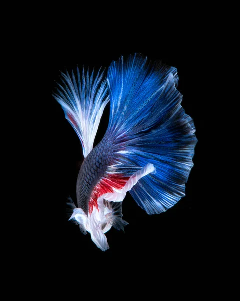 Betta Fisch Auf Schwarzem Hintergrund Fangen Sie Den Bewegenden Moment — Stockfoto