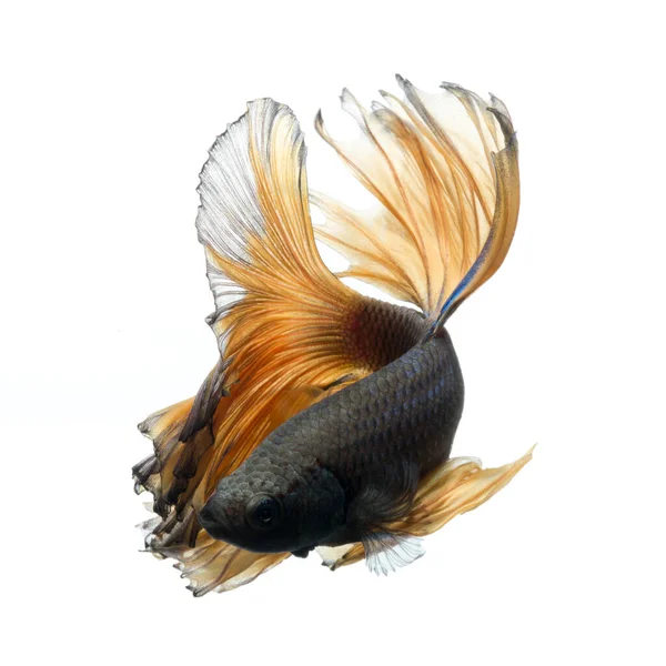 Capture Moving Moment Yellow Siamese Fighting Fish Isolated White Background — Stock Photo, Image