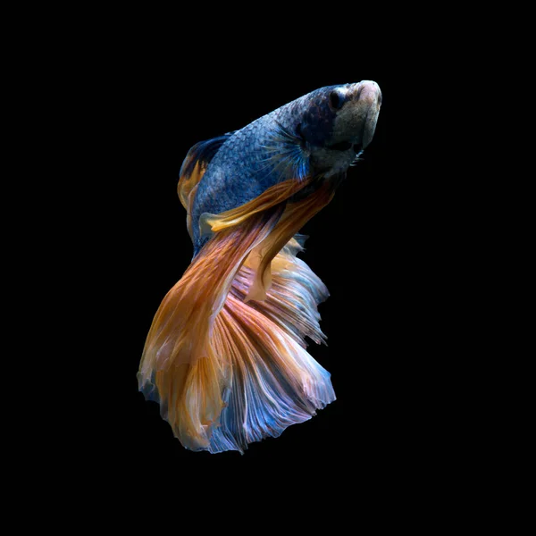 Запечатлейте Движущийся Момент Жёлтой Сиамской Боевой Рыбы Изолированной Чёрном Фоне — стоковое фото