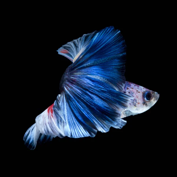Capture Moving Moment Red Blue Siamese Fighting Fish Isolated Black — Stock Photo, Image