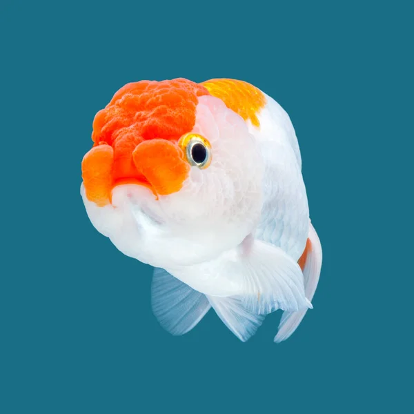 Ranchu Goudvis Geïsoleerd Aquarel Achtergrond — Stockfoto