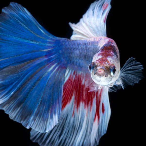 Captura Momento Movimiento Los Peces Siameses Combate Rojo Azul Aislados — Foto de Stock