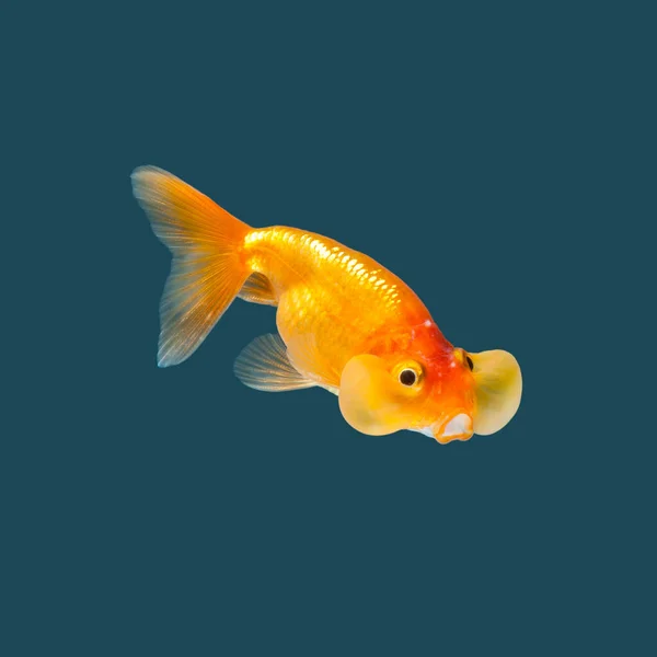 水の色の背景に隔離された金魚 — ストック写真