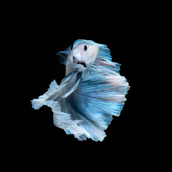 Запечатлеть Движущийся Момент Сиамских Сиамских Боевых Рыб Изолированных Черном Фоне — стоковое фото