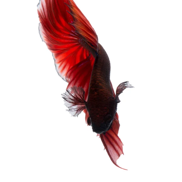 Запечатлейте Движущийся Момент Красной Сиамской Боевой Рыбы Изолированной Белом Фоне — стоковое фото