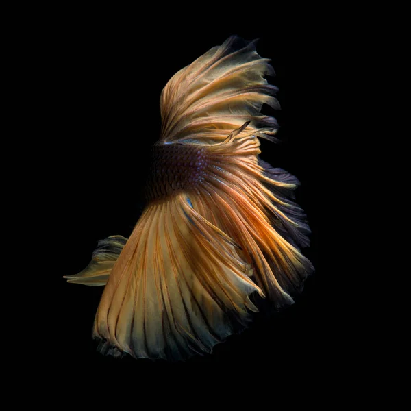 Capturez Moment Émouvant Des Siamois Jaunes Combattant Des Poissons Isolés — Photo