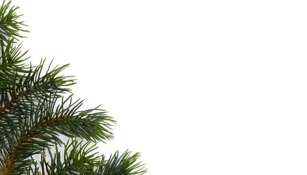 クリスマスツリーの枝 クリスマス 自然の概念 バナーだ フラットレイ 白い背景の上のビュー — ストック写真
