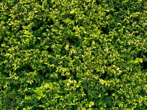Abstract Prachtige Groene Blad Textuur Tropisch Blad Gebladerte Natuur Donkergroene — Stockfoto