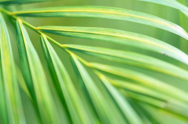 abstract stunning green leaf texture, tropical leaf foliage nature green background.