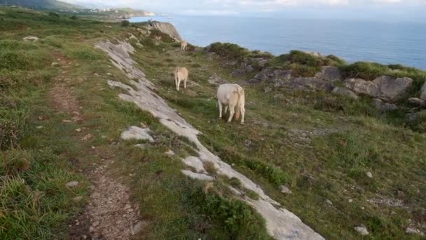 Beyaz inek sürüsü karamsar bir günde yeşil bir çayırda otlar. İnekler deniz kenarındaki kayalıklarda taze ot yerler. Bedava çiftlik hayvanları. Çiftlik hayatı. Kırsal kesimde güzel bulutlu bir gün. Cantabria 'da. Asturyalar — Stok video