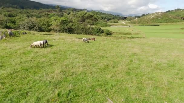 Herd koeien graast op een groene weide op een zonnige dag. De stieren rusten op het gras. De koeien eten vers gras. Vrije uitloop vee. Boerderij leven. Morgen op het platteland. Cantabrië. Asturië. — Stockvideo