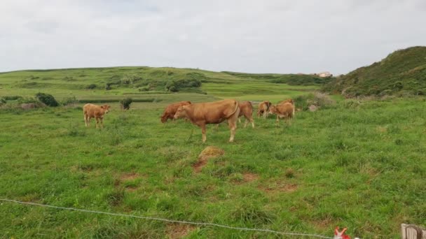 Kızıl ineklerin sürüsü karamsar bir günde yeşil bir çayırda otlar. İnekler taze ot yer. Bedava çiftlik hayvanları. Çiftlik hayatı. Kırsal kesimde güzel bulutlu bir gün. Cantabria 'da. Asturyalar. — Stok video