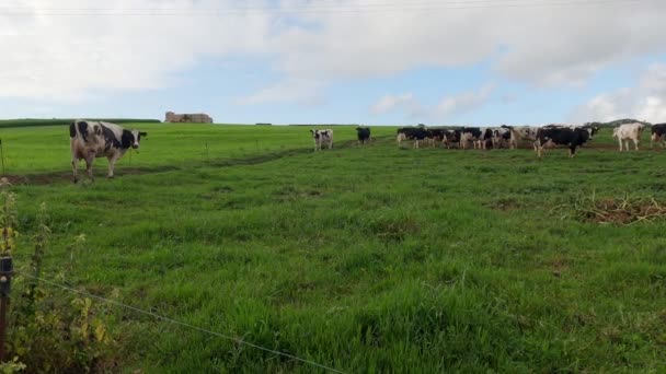 Stado czarno-białych krów wypasa się na zielonej łące w humorzasty dzień. Krowy jedzą świeżą trawę. Żywy inwentarz z wolnego wybiegu. Życie na farmie. Piękny pochmurny dzień na wsi. Kantabria. Asturia. — Wideo stockowe