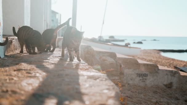 Deniz kenarında üç kedi. Komik kaplan yeşil gözlü kedi kardeşler balıkçı teknesinin yanında takılıyorlar. Denizci kediler. Güneşli bir günde ürperen sevimli sokak kedileri. Kumsaldaki tüylü hayvanlar. Gilden ışığı. — Stok video