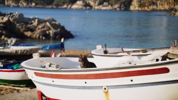 Cat on the boat. Funny tiger green-eyed cat sitting on a fishing boat and looks out to sea. Sailor cat. Cute stray cat chilling on a sunny day. Fluffy animal on the beach. Fishermans boat parking. — Stock Video