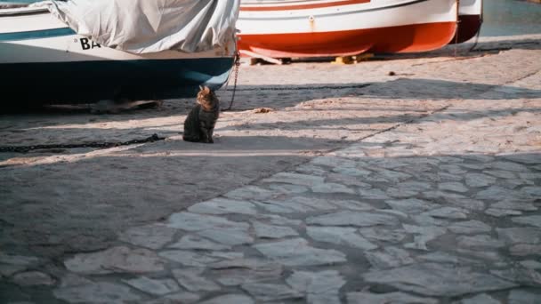 Gato no estacionamento do barco. Gato de olhos verdes tigre engraçado pendurado perto do barco de pesca. Gato marinheiro. Gato vadio bonito refrigerando em um dia ensolarado. Animal fofo na praia. — Vídeo de Stock
