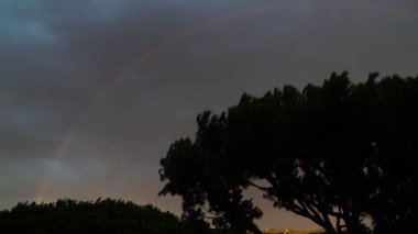 Silhouettes of pine trees on the background of the sunset sky. A strong wind shakes the crowns of trees. Rainbow after the rain. Beautiful view at dusk.