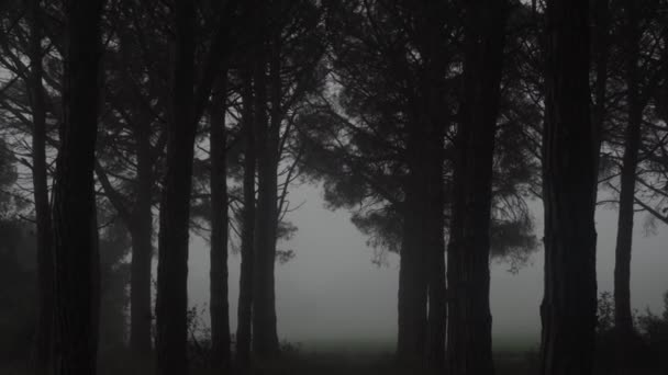 Прекрасний туман у чарівному лісі. Силуети дерев у болоті. Величні сосни в тумані. Таємнича атмосфера казки . — стокове відео