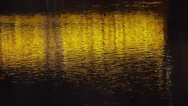 Beautiful reflections of yellow lights in the water. Night illumination of the city. The glow is reflected in the ripples of water. Night river. — стоковое видео
