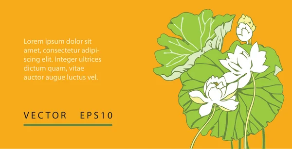 arka plan beyaz lotus çiçekleri