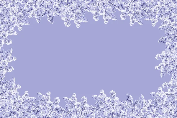 Frame Flowering Branches Apple Tree Lilac Background Copy Space Spring — Stock Photo, Image
