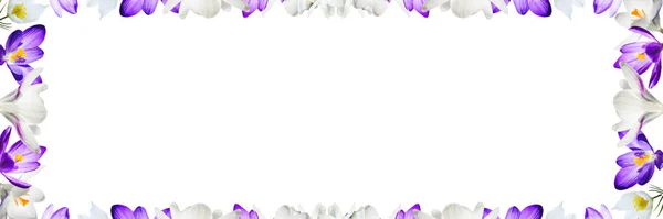 White Lilac Crocus Flowers White Background Spring Banner Floral Frame — Stock Photo, Image