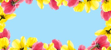 Mavi arka planda sarı ve pembe lalelerden oluşan çiçek çerçevesi. Bahar bayrağı. Boşluğu kopyala.