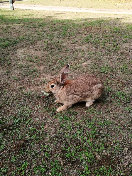 Schattig Konijntje Het Gras — Stockfoto