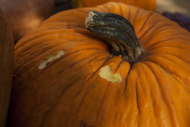 turuncu balkabakları, yakın görüş, Cadılar Bayramı konsepti