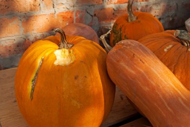 Balkabağında diş izleri var. Fare fare kış için toplanan kabak hasadını yedi. Çiftçi sorunları, kemirgen istilası. 