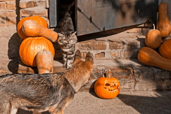 Porta Decorada Com Abóbora Halloween Animais Estimação Gato Cachorro Pastor — Fotografia de Stock