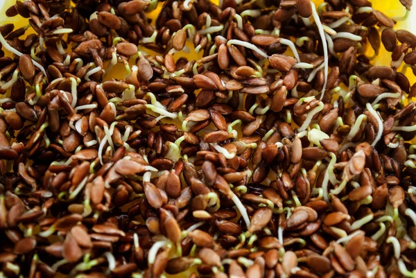 Germinate Flax Flax Seeds Micro Greens Full Frame Background — Stock Photo, Image