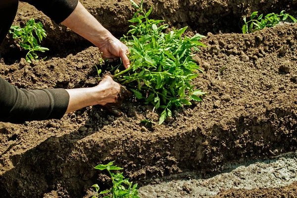 Femme Plante Des Plants Tomate Dans Son Jardin Une Pile — Photo